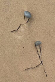Double act